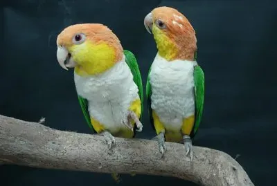 Pappagallo caicco ventrebianco