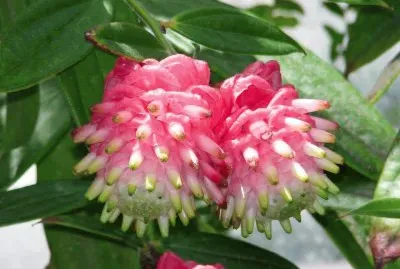 flores