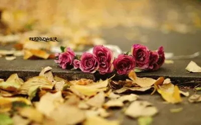 flores jigsaw puzzle