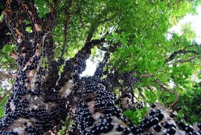 frutas jigsaw puzzle