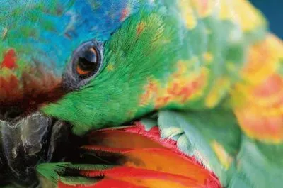 natural jigsaw puzzle