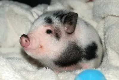 natural jigsaw puzzle