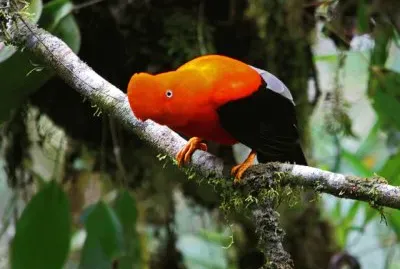 natural jigsaw puzzle