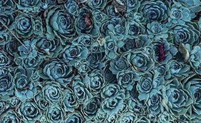 flores jigsaw puzzle