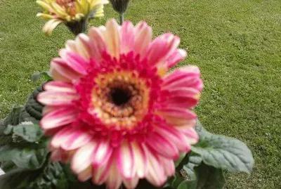 Gerbera
