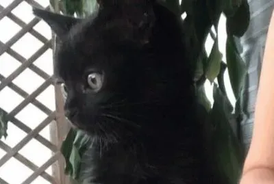 DAMIAN
