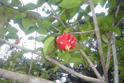 natural jigsaw puzzle