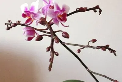 flores