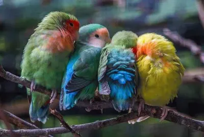 natural