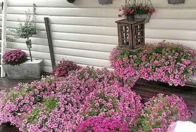flores