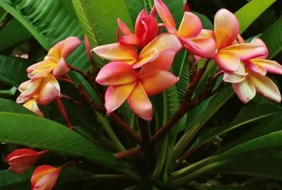 flores