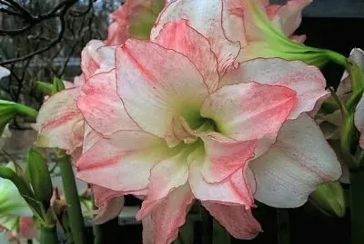 flores