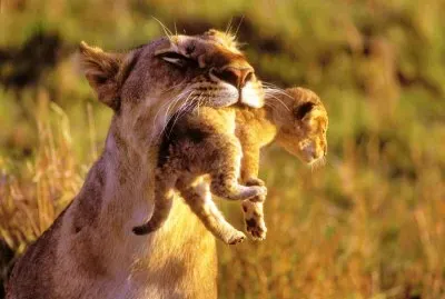 mom-#268