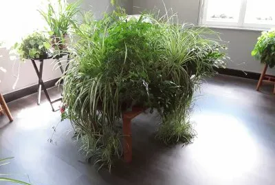 Plantes vertes