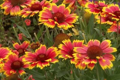 flores