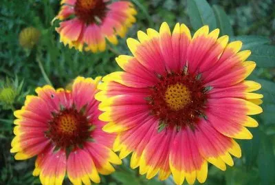 flores