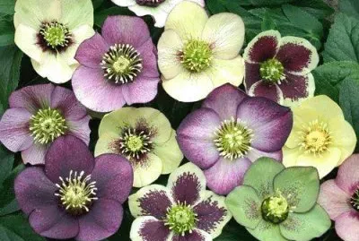 flores