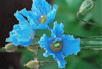flores