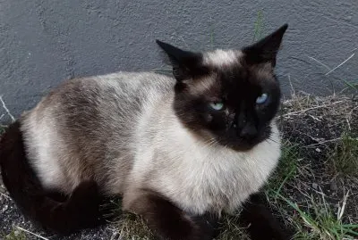 Mia