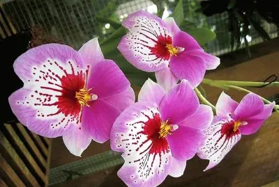 flores