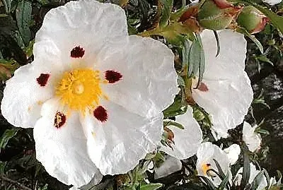 flores