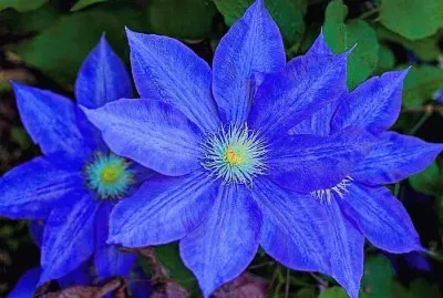 פאזל של flores