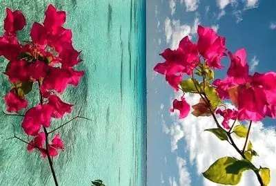 פאזל של natural