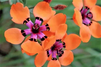 פאזל של flores