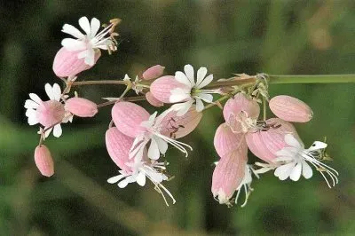 פאזל של flores