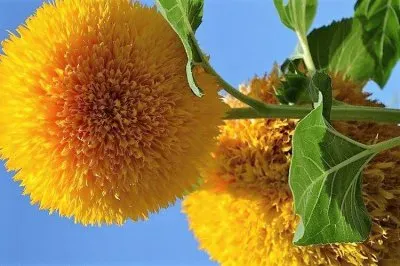 פאזל של flores