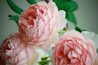 פאזל של flores