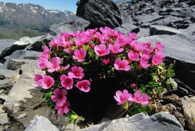 פאזל של flores