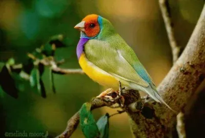 פאזל של natural