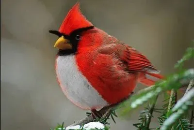 פאזל של natural