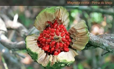 פאזל של frutos