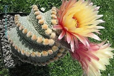 flores