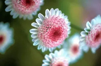 פאזל של flores