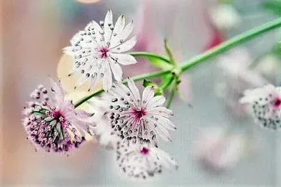 פאזל של flores