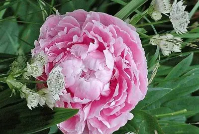 פאזל של flores