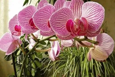 פאזל של flores