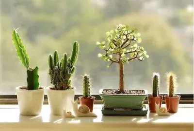 פאזל של natural