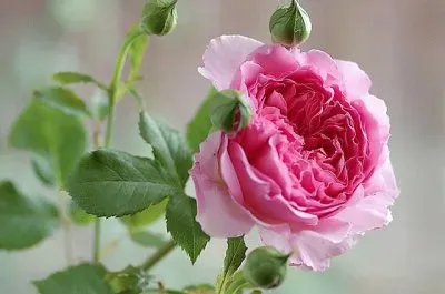 פאזל של flores