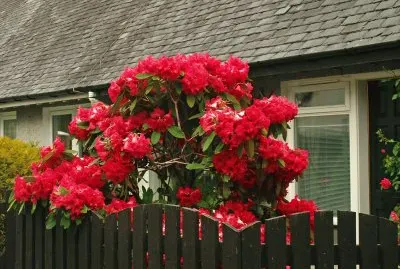 loch lomond / schottland