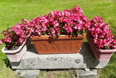 Begonias