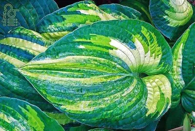 פאזל של natural