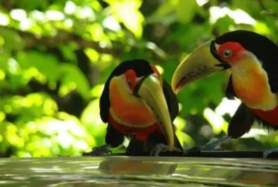 natural jigsaw puzzle