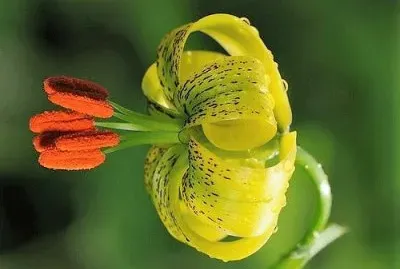 flores