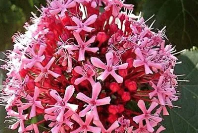 flores