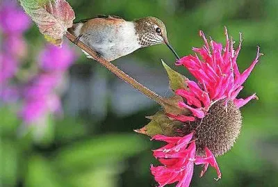 פאזל של natural