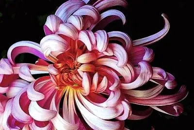 פאזל של flores